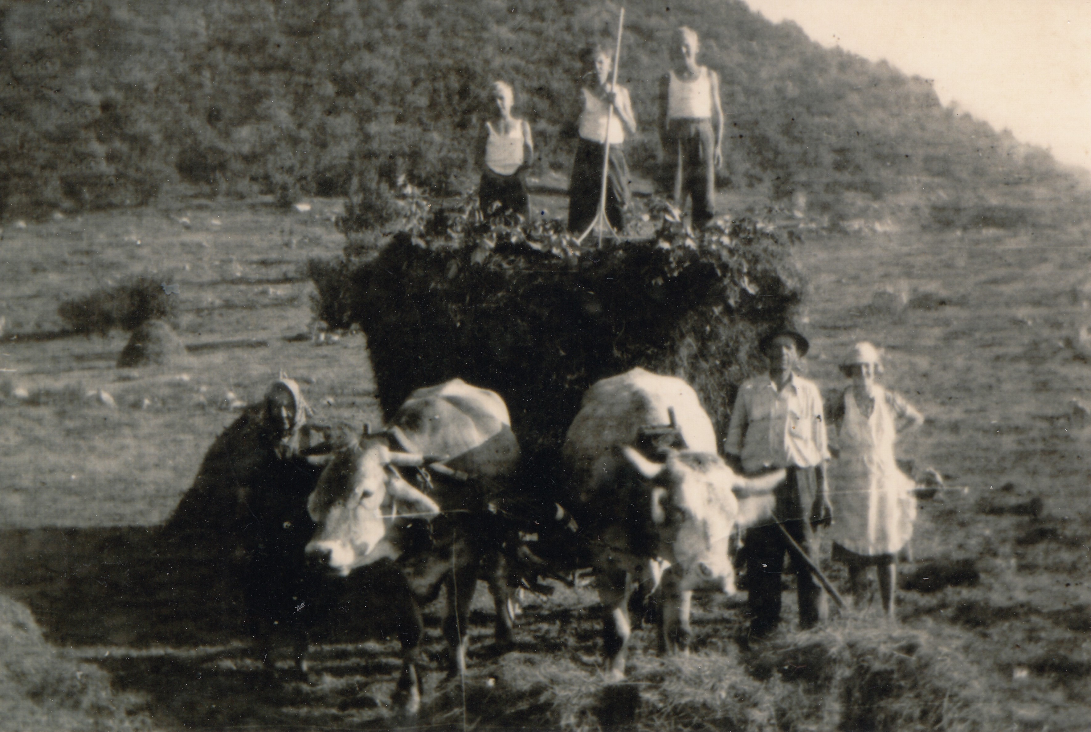010_Jasen_kosnja_petricevi_po 1955_Logar